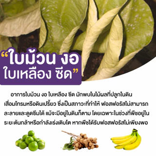 Bionic ไบโอนิค 9 (สารเร่ง 9)* จุลินทรีย์ละลายฟอสฟอรัส ปรับดินกรด ดินเปรี้ยว พืชโตไว แข็งแรง