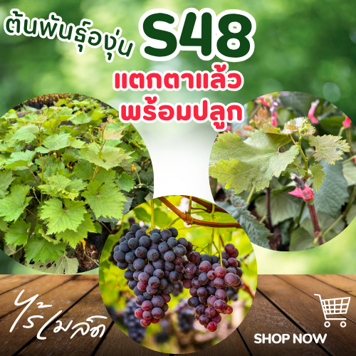 ต้นพันธุ์องุ่น “S48” องุ่นไร้เมล็ด เสียบยอด แตกตาแล้ว พร้อมปลูก