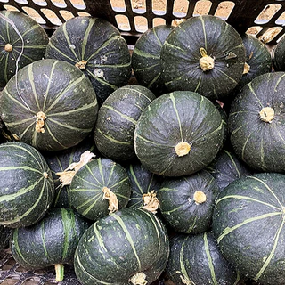 เมล็ดพันธุ์ ฟักทองญี่ปุ่น ชิโระคุโระ Shiro Kuro Kabocha Squash F1 Seed 5 เมล็ด คุณภาพดี ของแท้ 100%