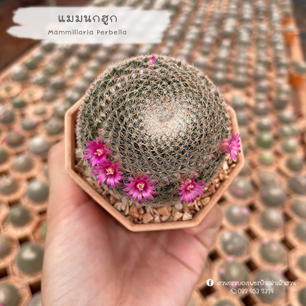 Mammillaria Perbella แมมนกฮูก แคคตัส กระบองเพชร