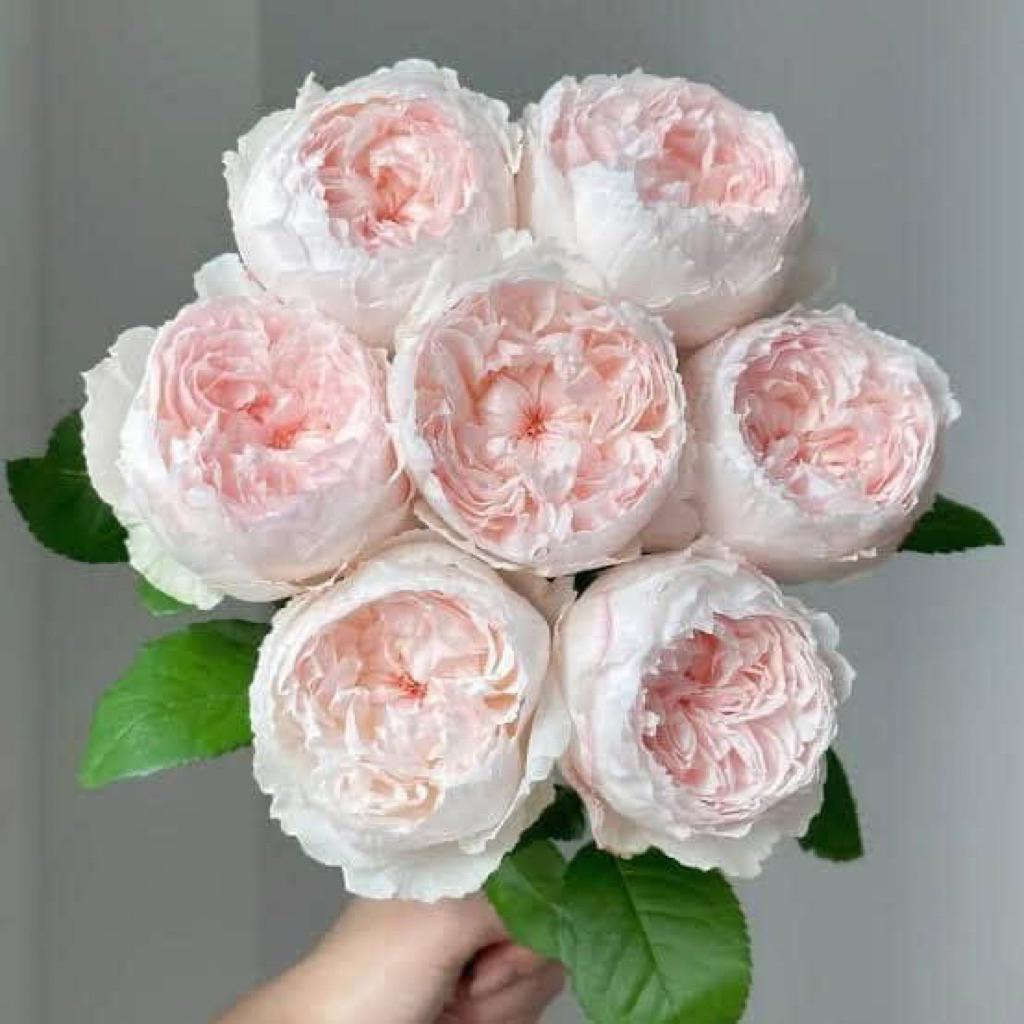 กุหลาบ PNW (Pretty Nina White) หรือกุหลาบญี่ปุ่นสีขาวบริสุทธิ์