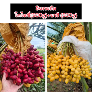 อินทผลัมสด รวม 1 กิโล (โคไนซี่ 500 g+บาฮีเหลือง 500g)