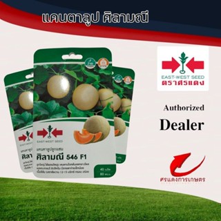 เมล็ดพันธุ์ ผักซองแคนตาลูป ศิลามณี 546