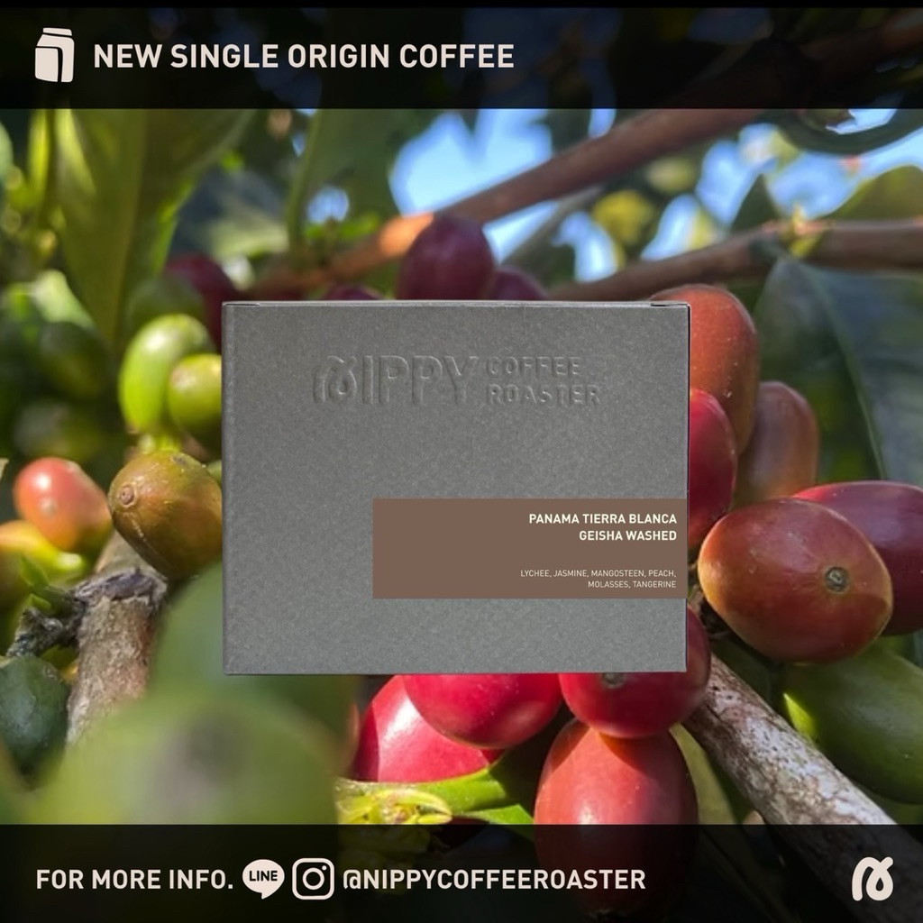 Nippy Coffee Roaster เมล็ดกาแฟคั่วอ่อน Panama Tierra Blanca Geisha Washed