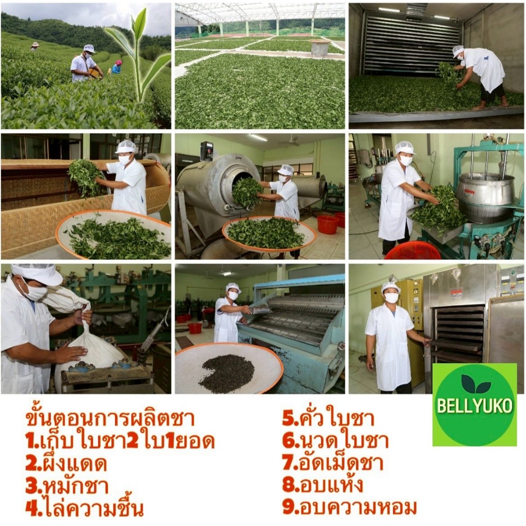 ชาอู่หลงทิกวนอิมออร์แกนิก ยอดชาคุณภาพดี จากดอยแม่สะลอง ขนาด200กรัมและ500กรัม - รูปที่ 2