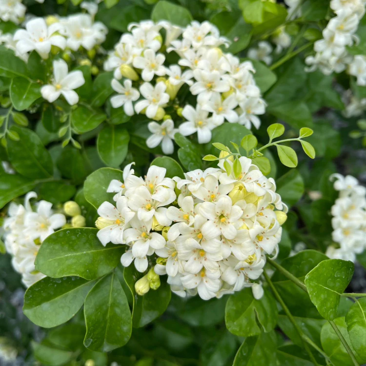 แก้วพวงดวงใจ ดอกเป็นพวงใหญ่ สวยและหอมมาก Murraya, Orange Jasmine