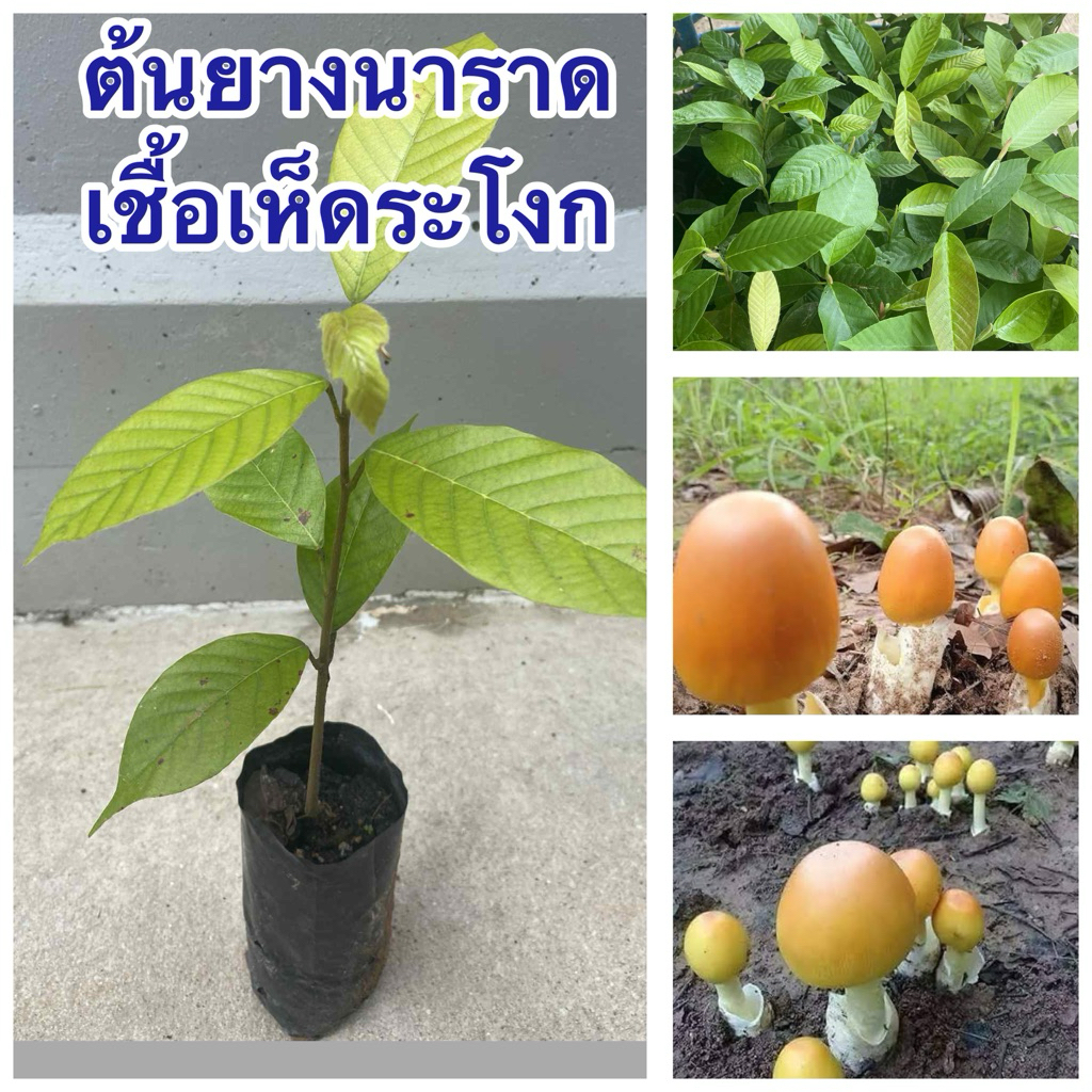 ต้นยางนาราดเชื้อเห็ดระโงก 1ชุด10ต้น179บาทพร้อมส่งจ้า