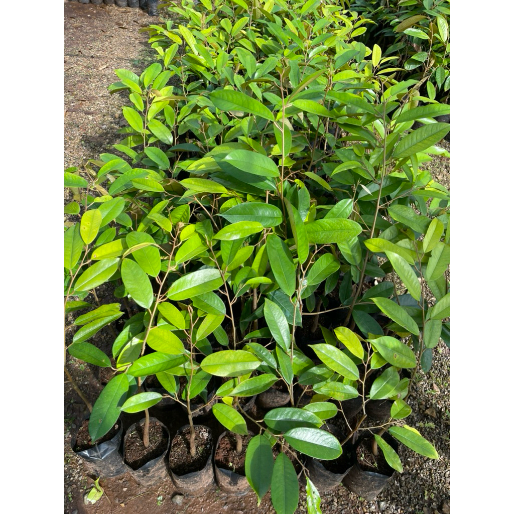 ต้นทุเรียนหลินลับแล 🌳