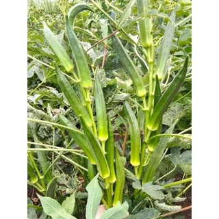 เมล็ดพันธุ์กระเจี๊ยบเขียวสายพันธุ์ญี่ปุ่น 200 เมล็ด 49 บาท