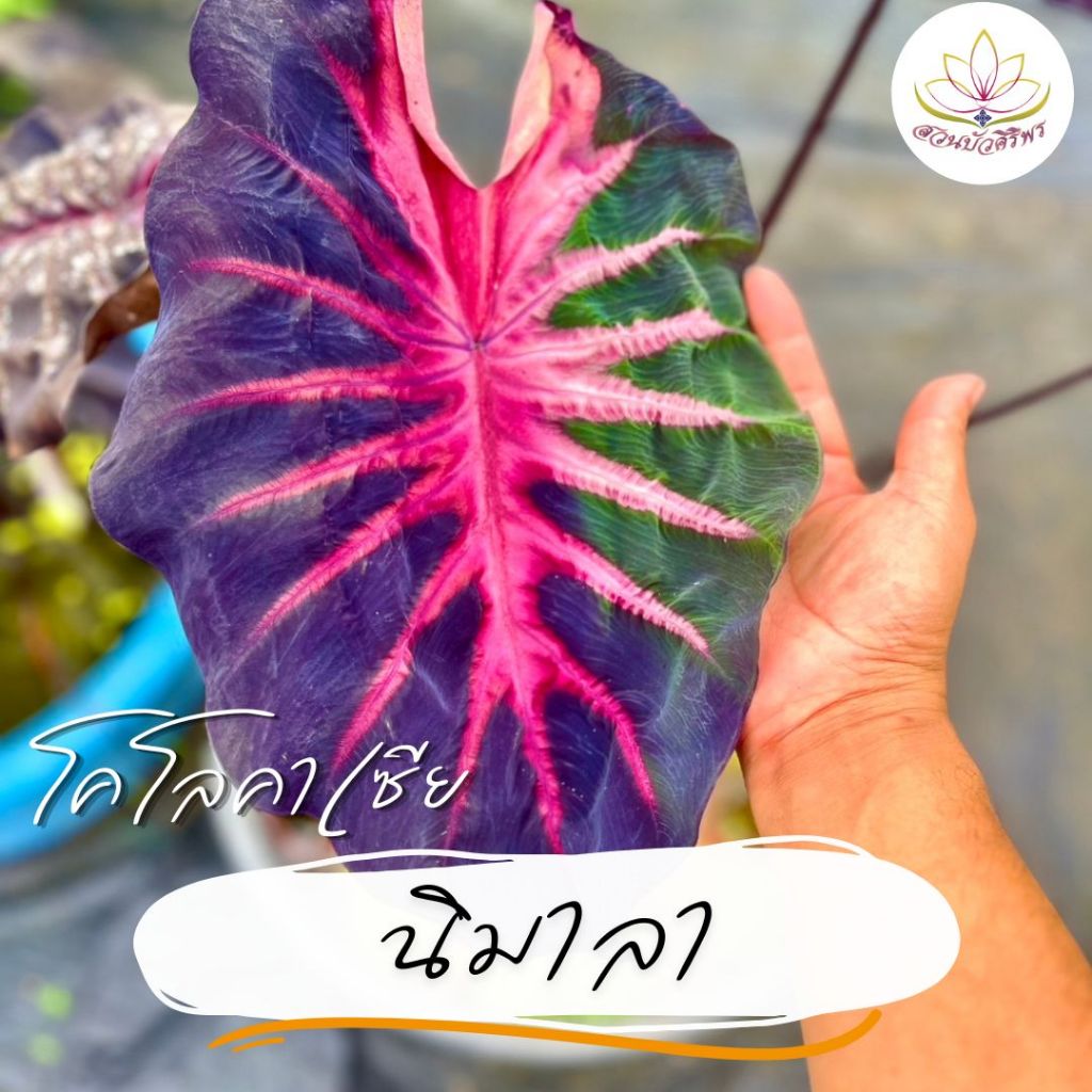 โคโลคาเซีย นิมาลา สีเข้ม ลาวาแดง อยู่แดดได้ทั้งวัน