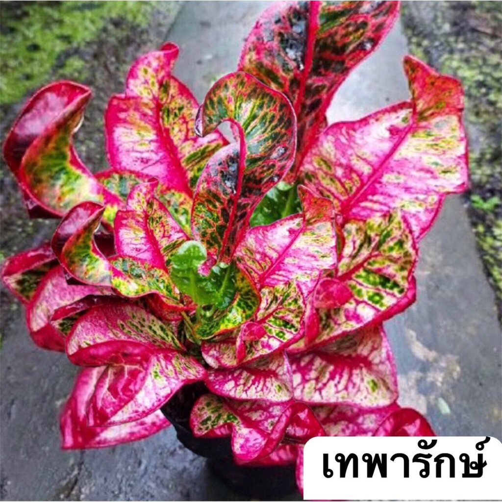 โกสนเทพารักษ์ สีสวยสดใส จัดส่งทั้งกระถางขนาด 6 นิ้ว ราคา ถูกที่สุด ดีลบีเคเค รูปภาพหลัก