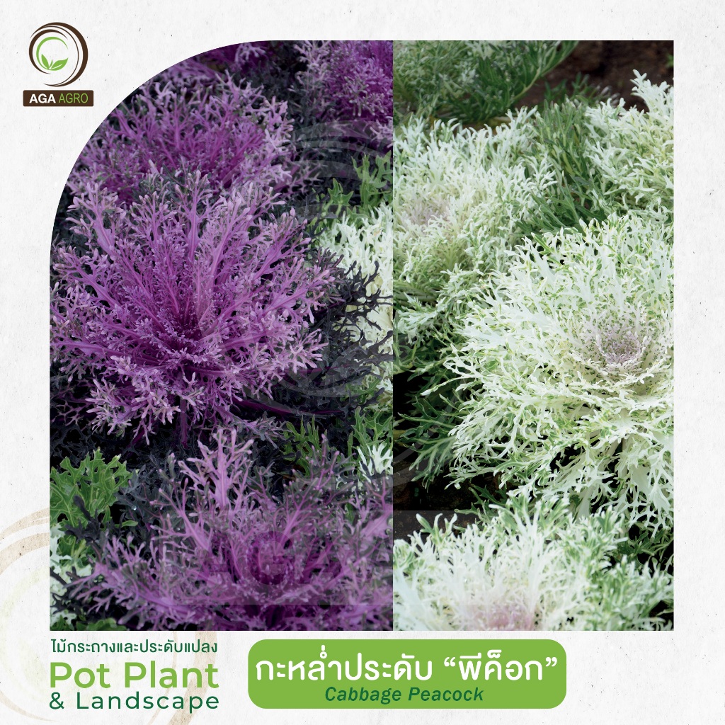AGA AGRO I "กะหล่ำประดับ พีค็อก" ใบฝอย-100เมล็ด -Cabbage Peacock
