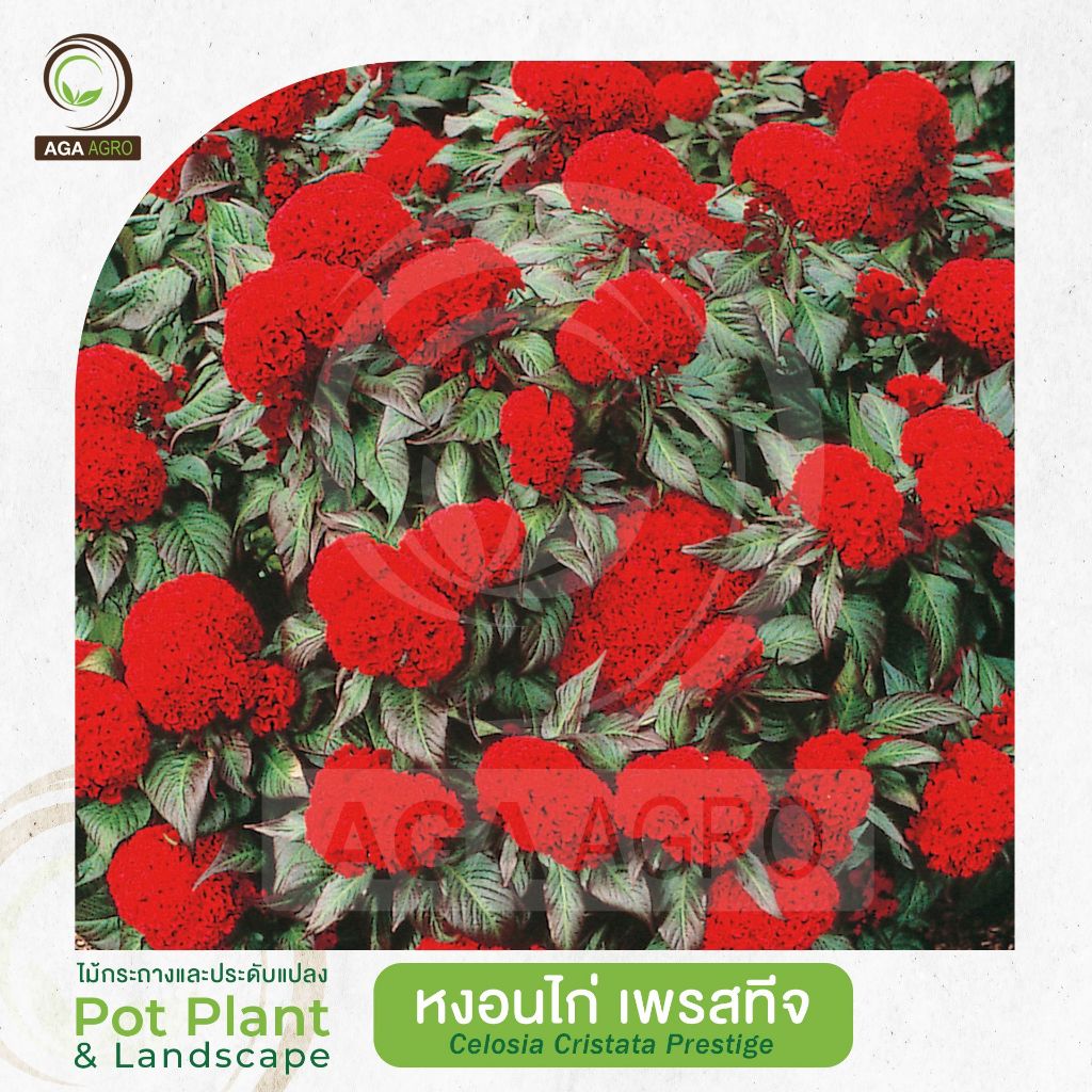 AGA AGRO I "หงอนไก่ เพรสทีจ สคาร์เลต" สีแดงสดใบสีบรอนซ์-100เมล็ด-Celosia Cristata Prestige