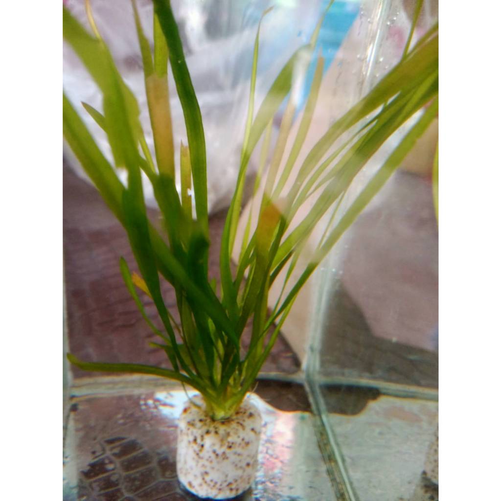 ต้นไม้น้ำชนิด "เทป" (Vallisneria)บรรจุ 5 ชิ้น