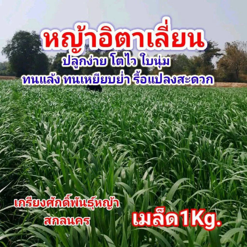 #เมล็ดหญ้ากัมบ้า 1กก. #หญ้ากัมบ้า เมล็ดพันธุ์หญ้ากัมบ้า Andropogon gayanut #เกรียงศักดิ์เมล็ดและท่อนพันธุ์หญ้าอาหารสัตว์