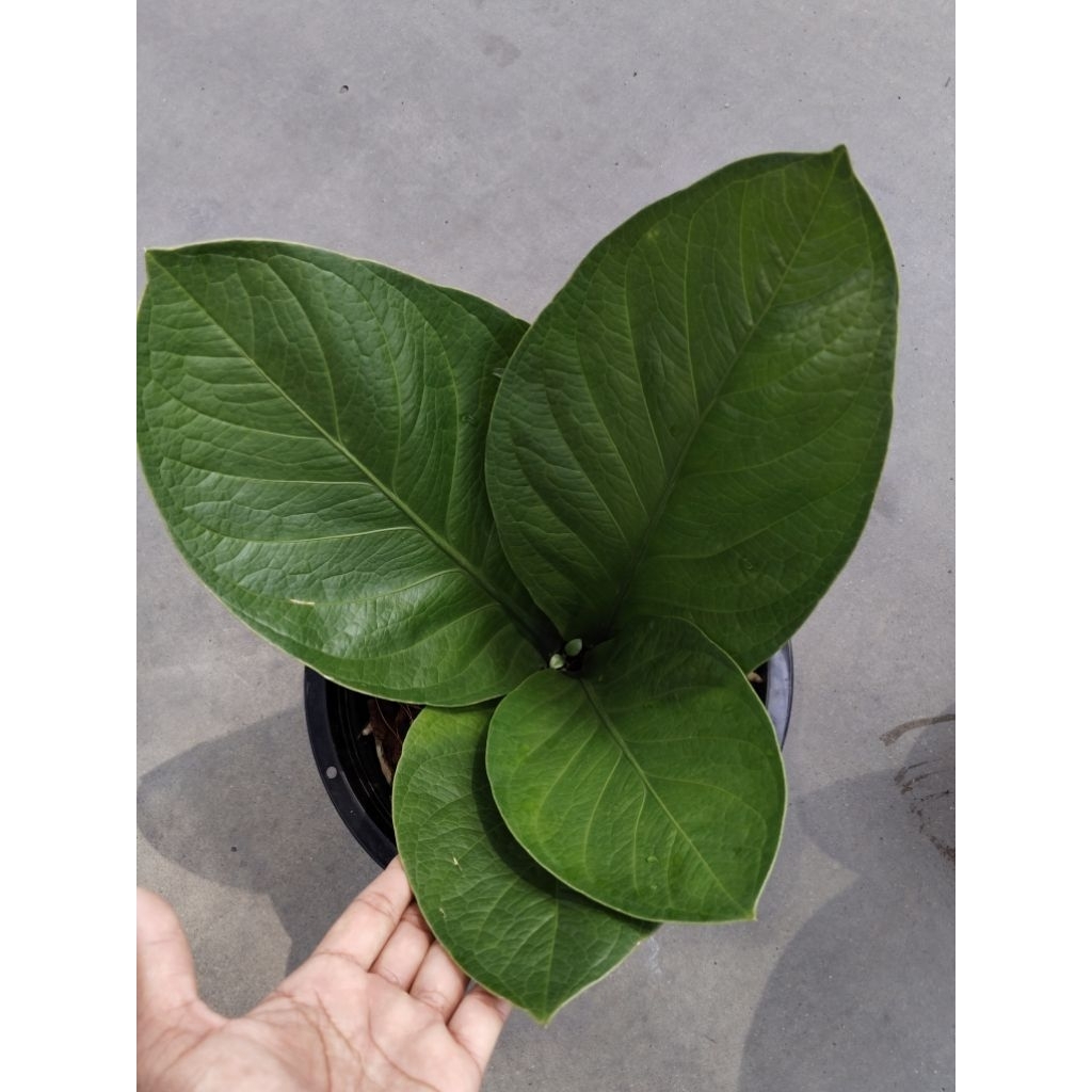 เศรษฐีเงินหนาใบกลม Anthurium jenmanii Engl.