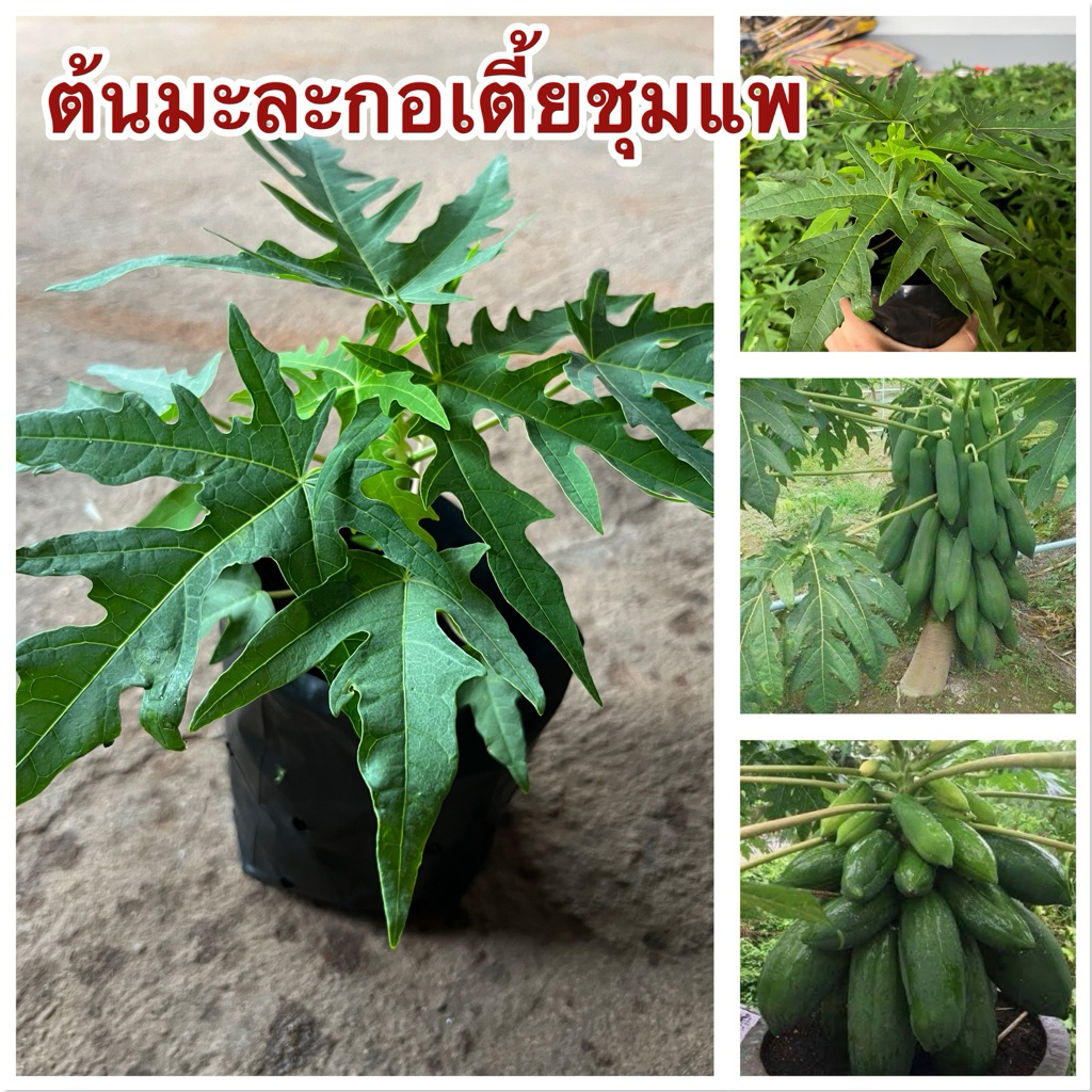 ต้นมะละกอเตี้ยชุมแพ ชุด3ต้น150บาทพร้อมส่ง