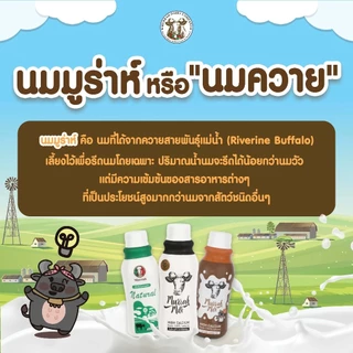 ST Murrah Milk (นมควายมูร่าห์แบบสเตอริไรส์) | เสริมโปรตีน แคลเซียม สูงเร็ว โตไว