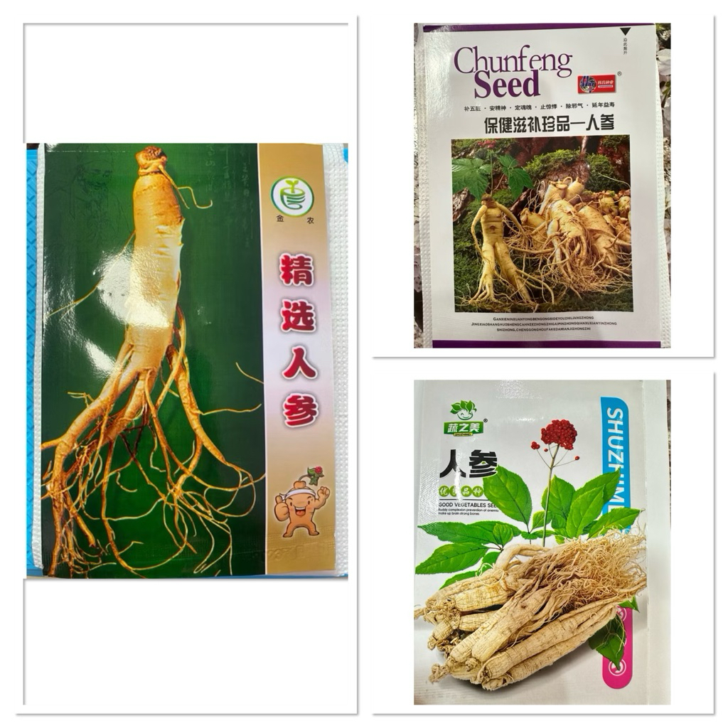เมล็ดพันธุ์ โสมคน โสมเกาหลี ( Ginseng , Asian ginseng Seed ) บรรจุ 50 เมล็ด โสม