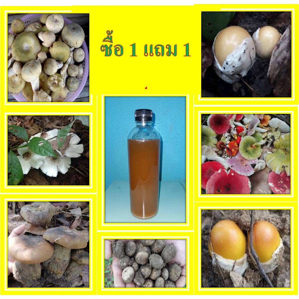 เชื้อเห็ดป่ารวมธรรมชาติ ซื้อ 1 ขวด ทางร้านจะแถม 1 ขวด