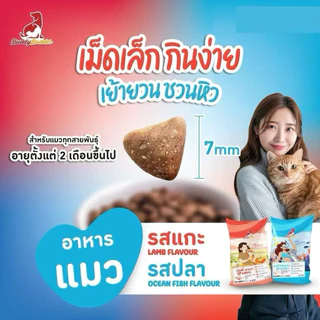 🐱🩵 BuddyBudder - บัดดี้ โพไซดอน อาหารแมวสูตรรสปลาทะเล 12 kg 🐟