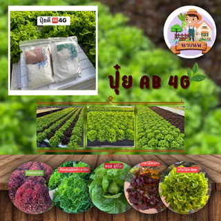 มาแรงง ปุ๋ยน้ำAB 4G+ สำหรับปลูกพืชทางน้ำ เซตคู่ ได้ทั้งAB สูตรดั้งเดิม