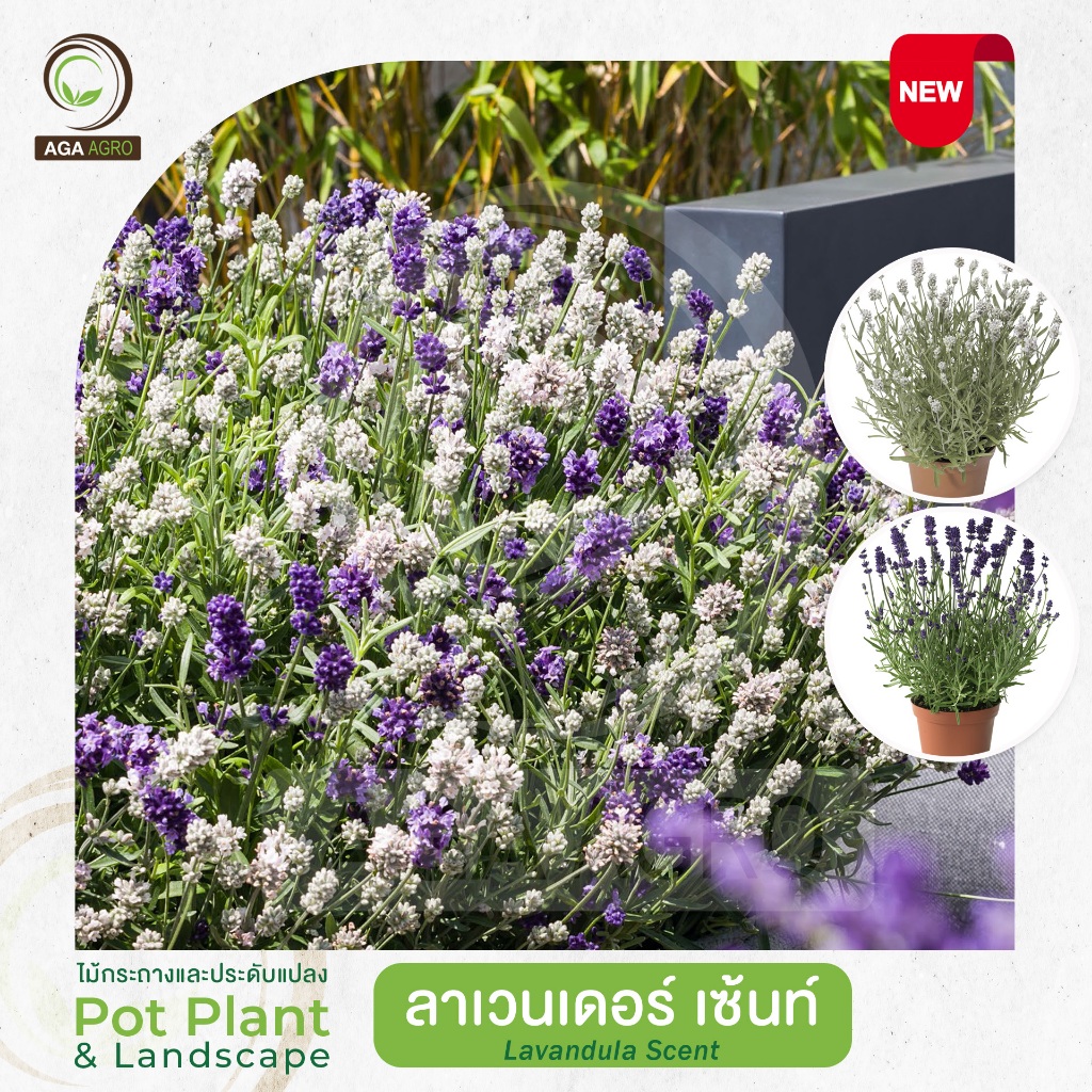 AGA AGRO I "ลาเวนเดอร์ เซ้นท์" พันธุ์ใหม่! กลิ่นหอม ออกดอกเร็ว-นิยมปลูกลงกระถาง-100เมล็ด-Lavandula Scent