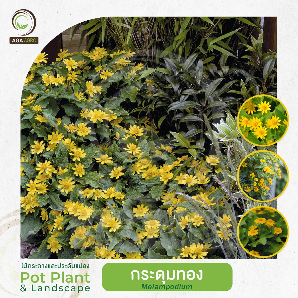 AGA AGRO I "กระดุมทอง" 4สายพันธุ์ปลูกง่าย ทนร้อน ดอกเดียวและดอกซ้อน-100เมล็ด-Melampodium