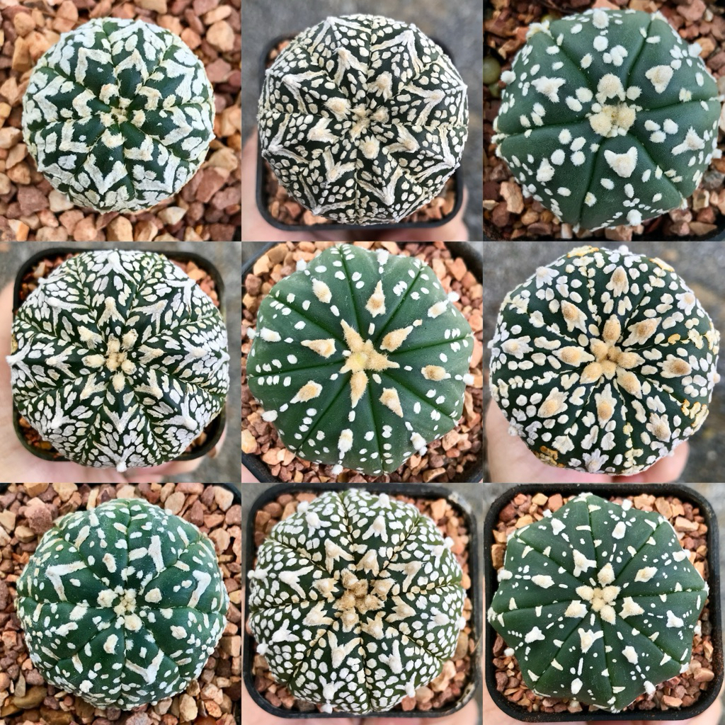 แอสโตรวีไทป์ ไม้เมล็ด Astrophytum V-type แคคตัส กระบองเพชร กระถาง2“(ส่งทั้งกระถาง)