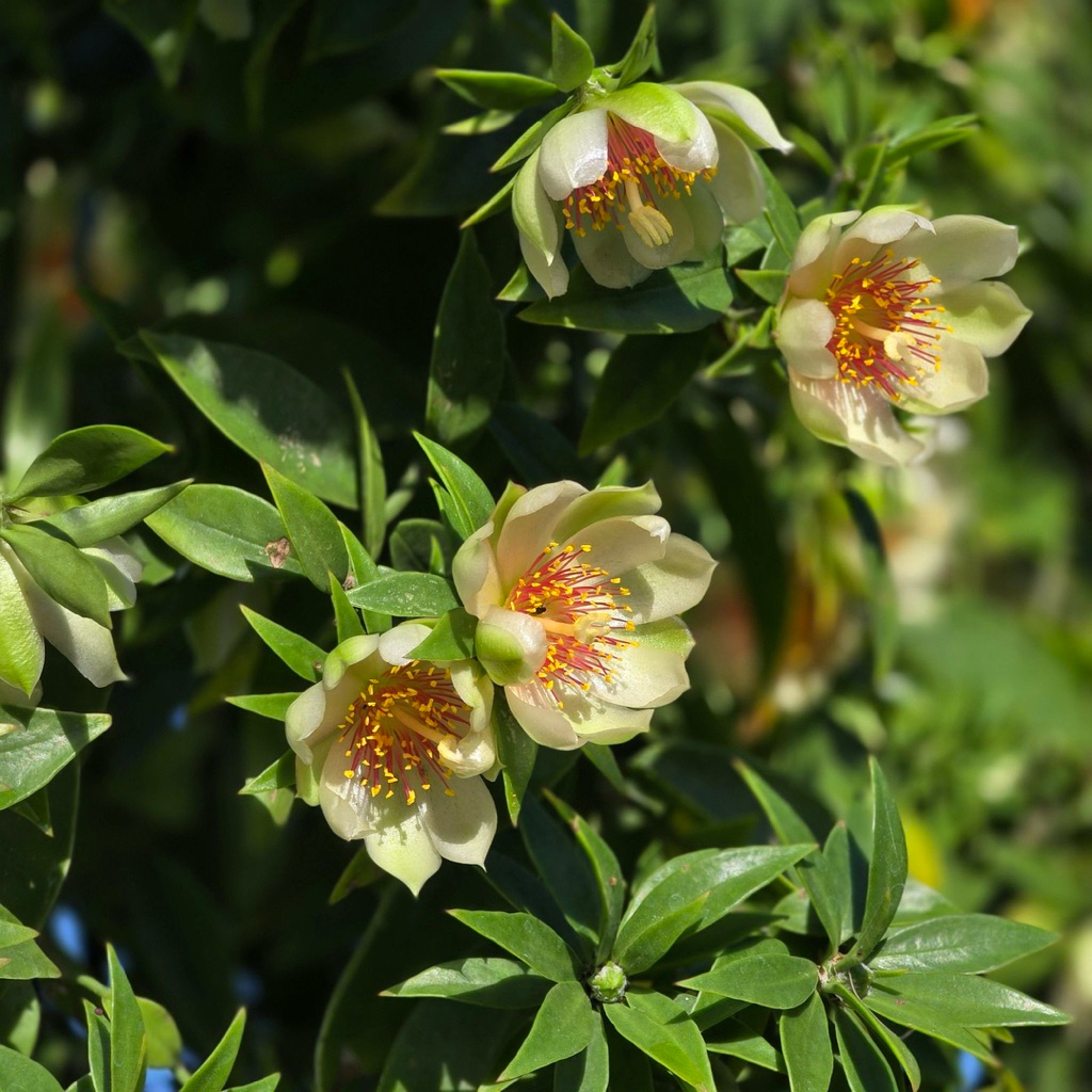 pereskia aculeata เกสรส้ม ดอกใหญ่