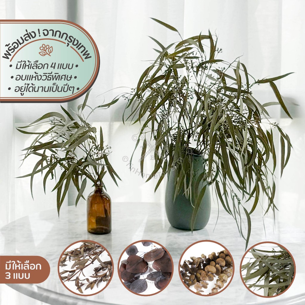 Dried Leaf ช่อใบยูคาอบแห้ง | อบ แห้ง ธัญพืช ต้นไม้ ดอกไม้ ใบไม้ ไม้เลื้อย ไม้ประดับ กิ่ง ก้าน กระถาง แจกัน ตกแต่ง บ้าน