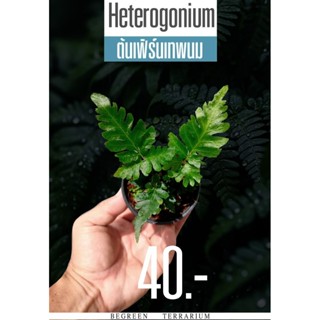 ต้นเฟิร์นเทพนม Heterogonium pinnatum (Copel.) Holttum