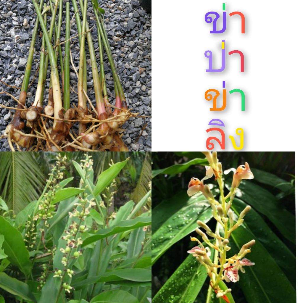 ข่าป่า,ข่าลิง ชุด 10 ต้น กลิ่นหอมเเรงดับกลิ่นคาวได้ดี รสเผ็ดร้อน