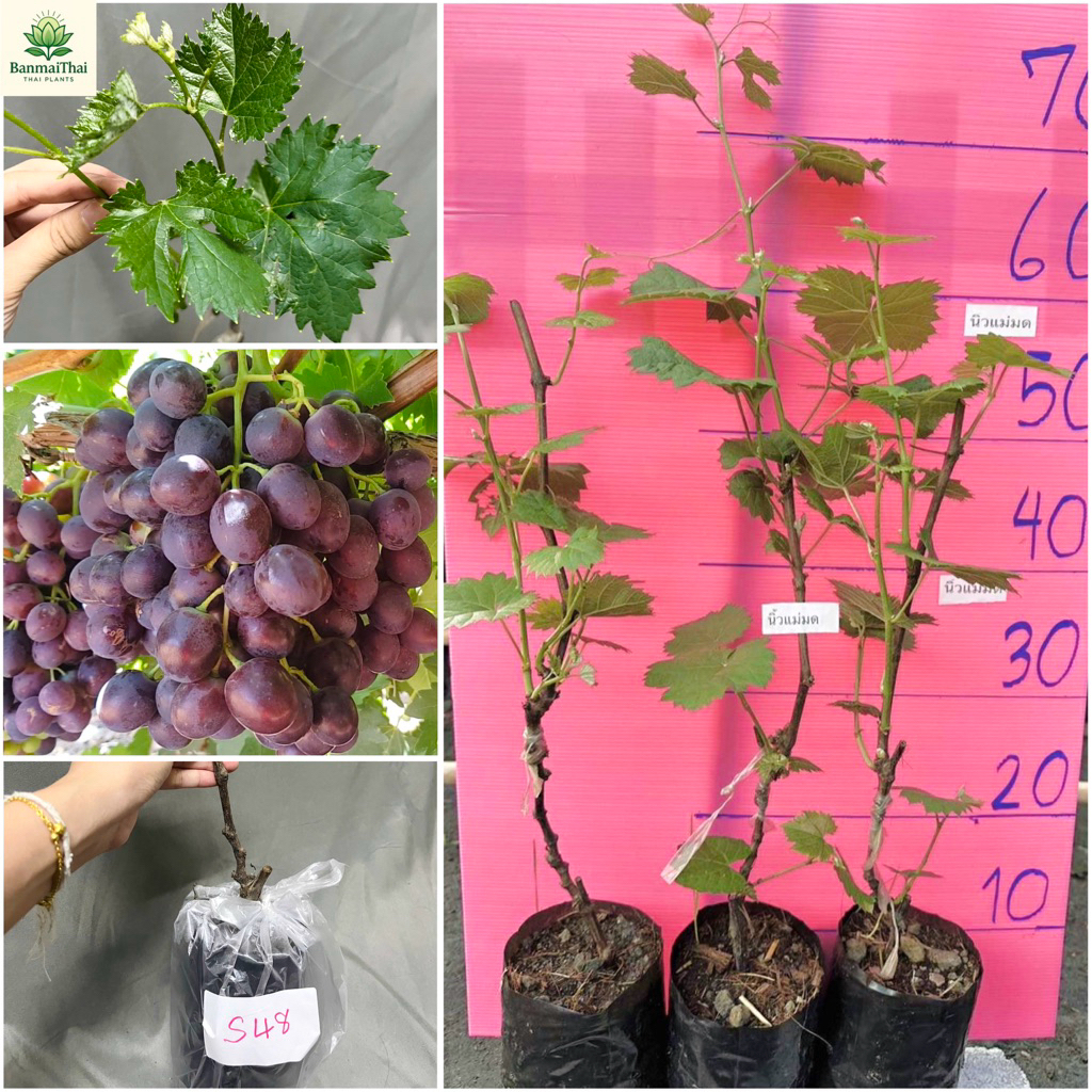 องุ่นพันธุ์S-48 ไร้เมล็ด ลักษณะลูกใหญ่ดก ปลูกง่ายทนร้อน ต้นเสียบยอดสูง 60-70 ซม