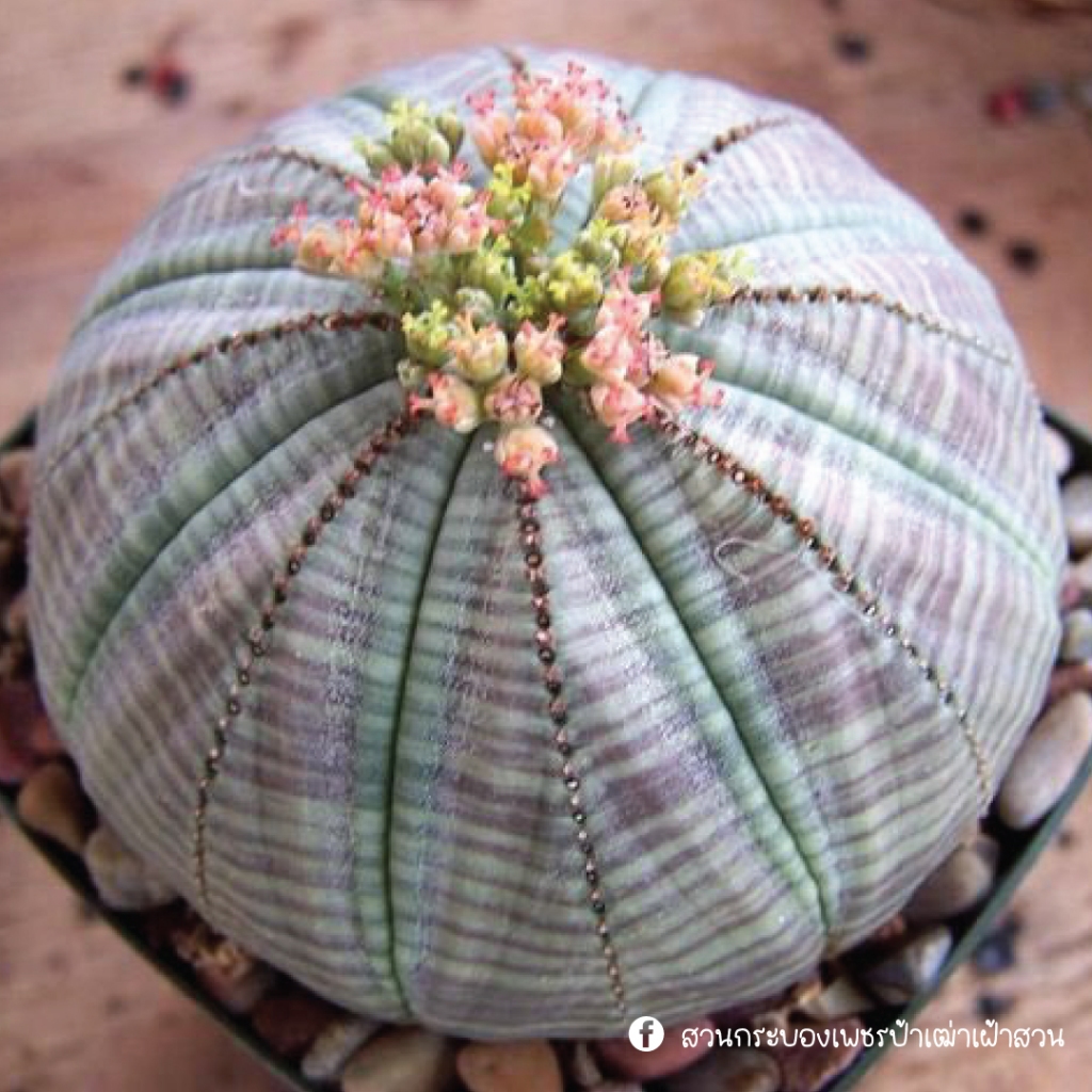 ยูโฟเบีย โอเบซ่า Euphorbia Obesa แคคตัส กระบองเพชร succulent ไม้สะสม
