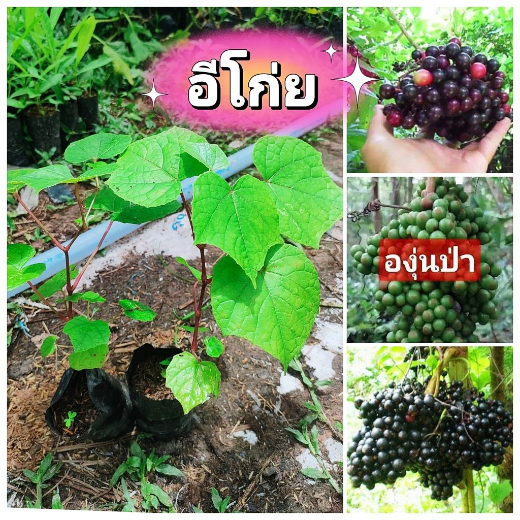 ต้นอีโก่ย,ส้มโก่ย,องุ่นป่า ต้นเพาะเมล็ดพร้อมปลูก รับประทานได้ทั้งผลเเละยอดอ่อน สินค้าเสียหายยินดีเคลมฟรี
