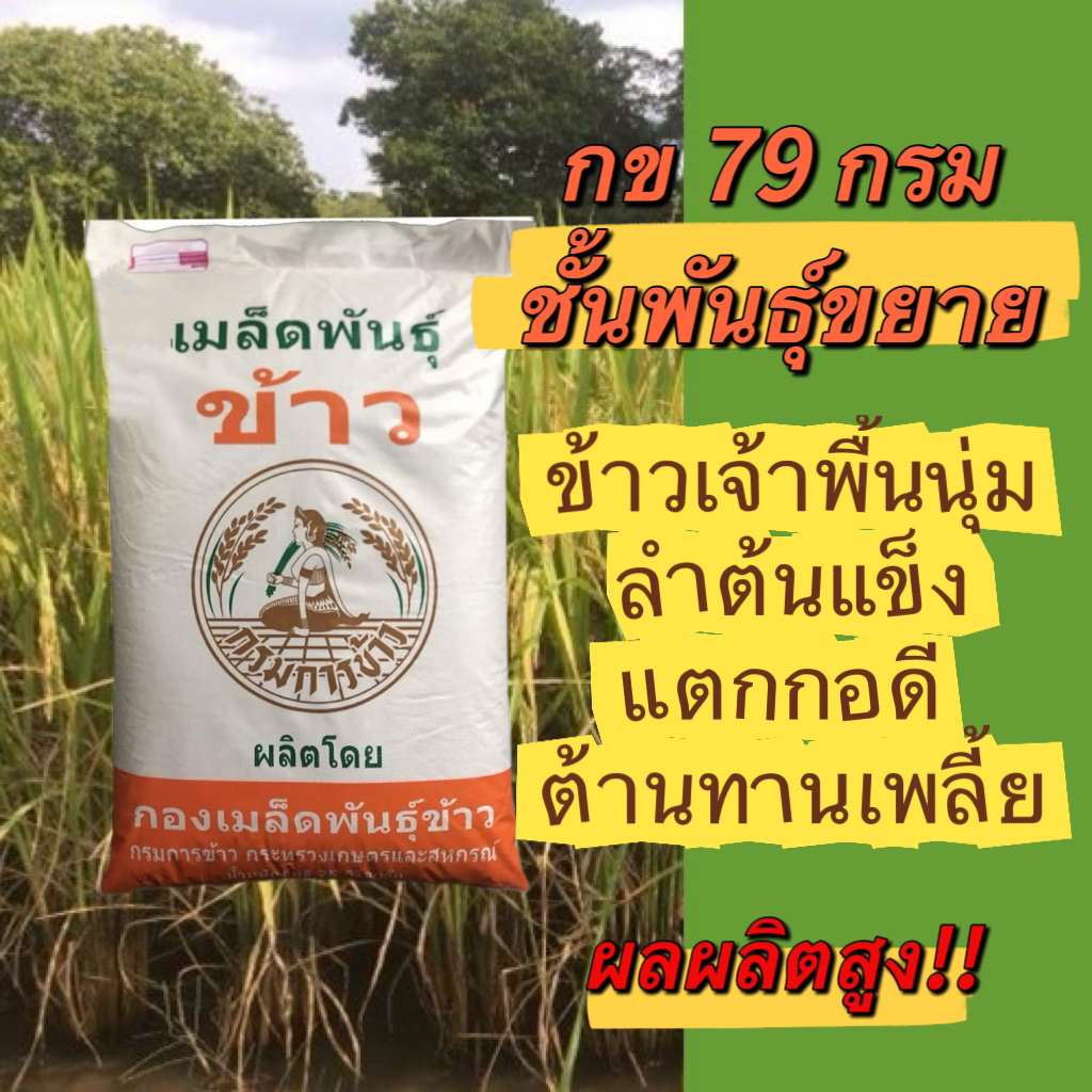 พันธุ์ข้าวปลูก  กข 79 ชั้นพันธุ์ขยาย กรมการข้าว