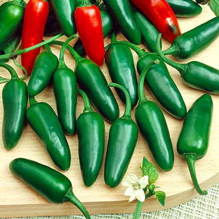 เมล็ดพันธุ์ พริกจาราปิโน่ Jalapeno Pepper Seed บรรจุ 80 เมล็ด คุณภาพดี ของแท้ 100%