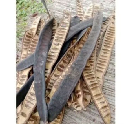 เปลือกฝักหางนกยูงฝรั่งแห้งสำหรับหมักปลากัดขนาด500 กรัม 120 บาท