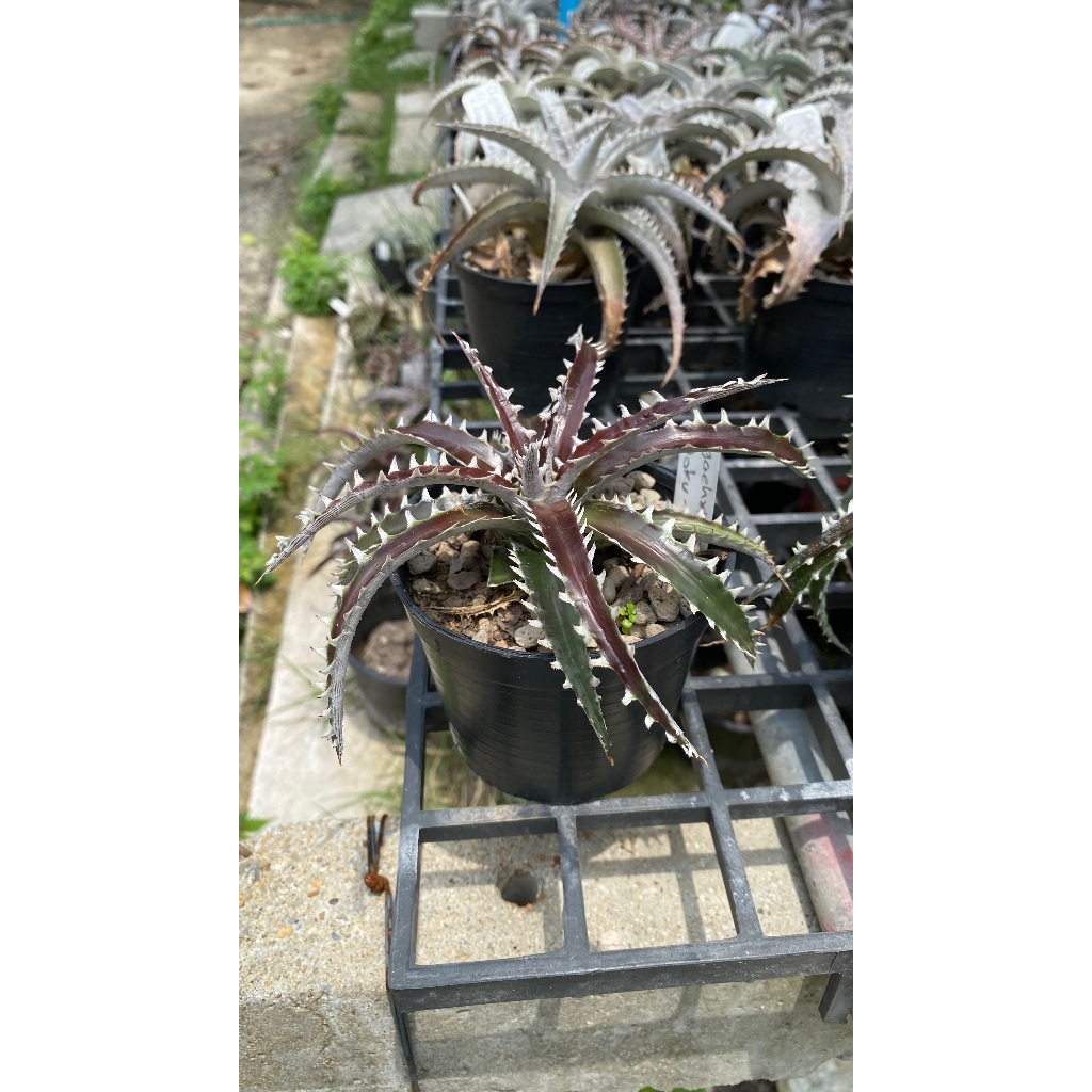 ต้น Dyckia ดิกเกีย ต้นสัปปะรดสี ไม้ประดับ ไม้ตกแต่ง