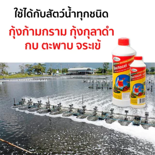 (ของแท้ 100%) Bactocel 5001 300cc จุลินทรีย์น้ำใส บ่อปลา ตู้ปลา แบลโตเซล ปรับสภาพน้ำใส บ่อขนาดใหญ่