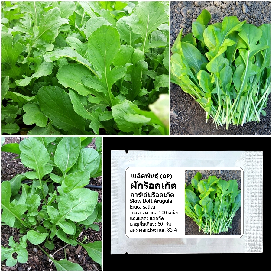 เมล็ดพันธุ์ ผักร็อคเก็ต Slow Bolt Arugula Seed บรรจุ 500 เมล็ด คุณภาพดี ของแท้ 100%