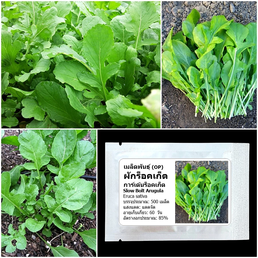 เมล็ดพันธุ์ ผักร็อคเก็ต Slow Bolt Arugula Seed บรรจุ 500 เมล็ด คุณภาพดี ของแท้ 100%