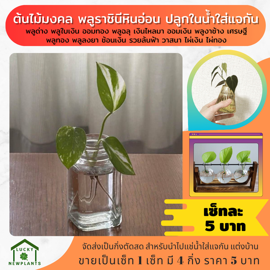 ต้นไม้จิ๋ว ไม้ฟอกอากาศ จัดส่งคละแบบ คละไซต์ 5 บาท เซ็ทละ 4 กิ่ง