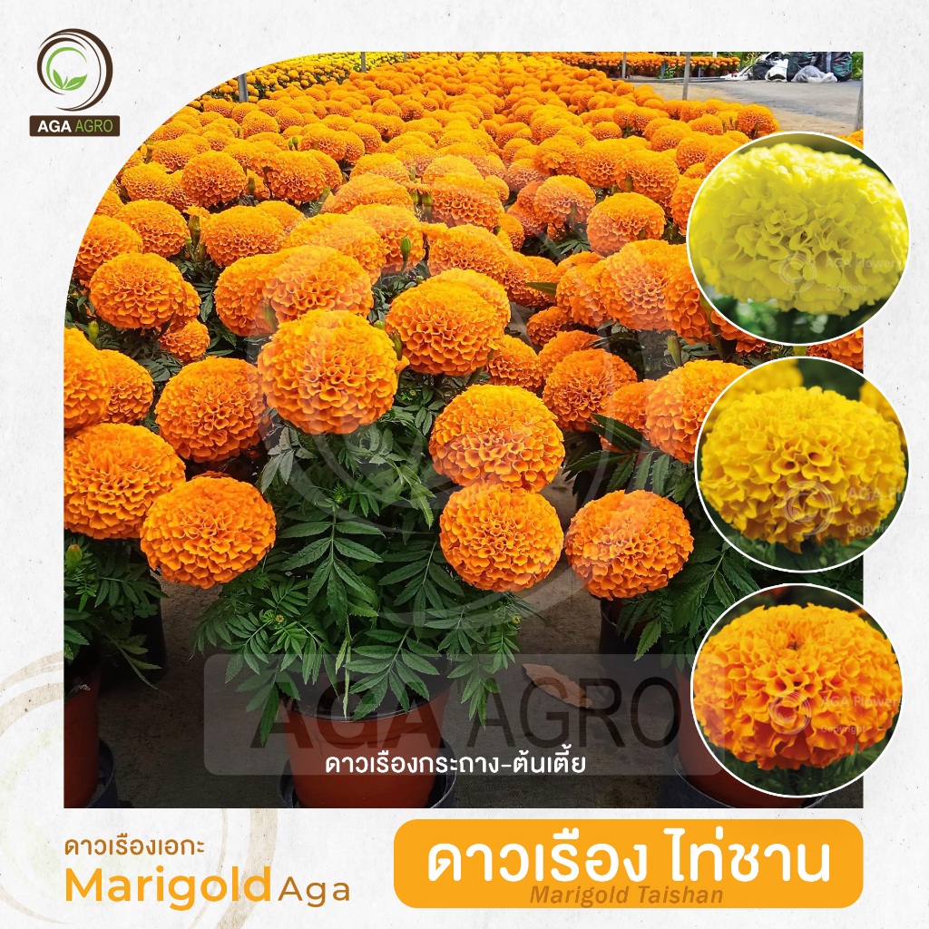 ดาวเรืองเอกะ I "ดาวเรือง ไท่ชาน" ต้นเตีย ดอกใหญ่กลมสวย-100เมล็ด-Marigold Taishan