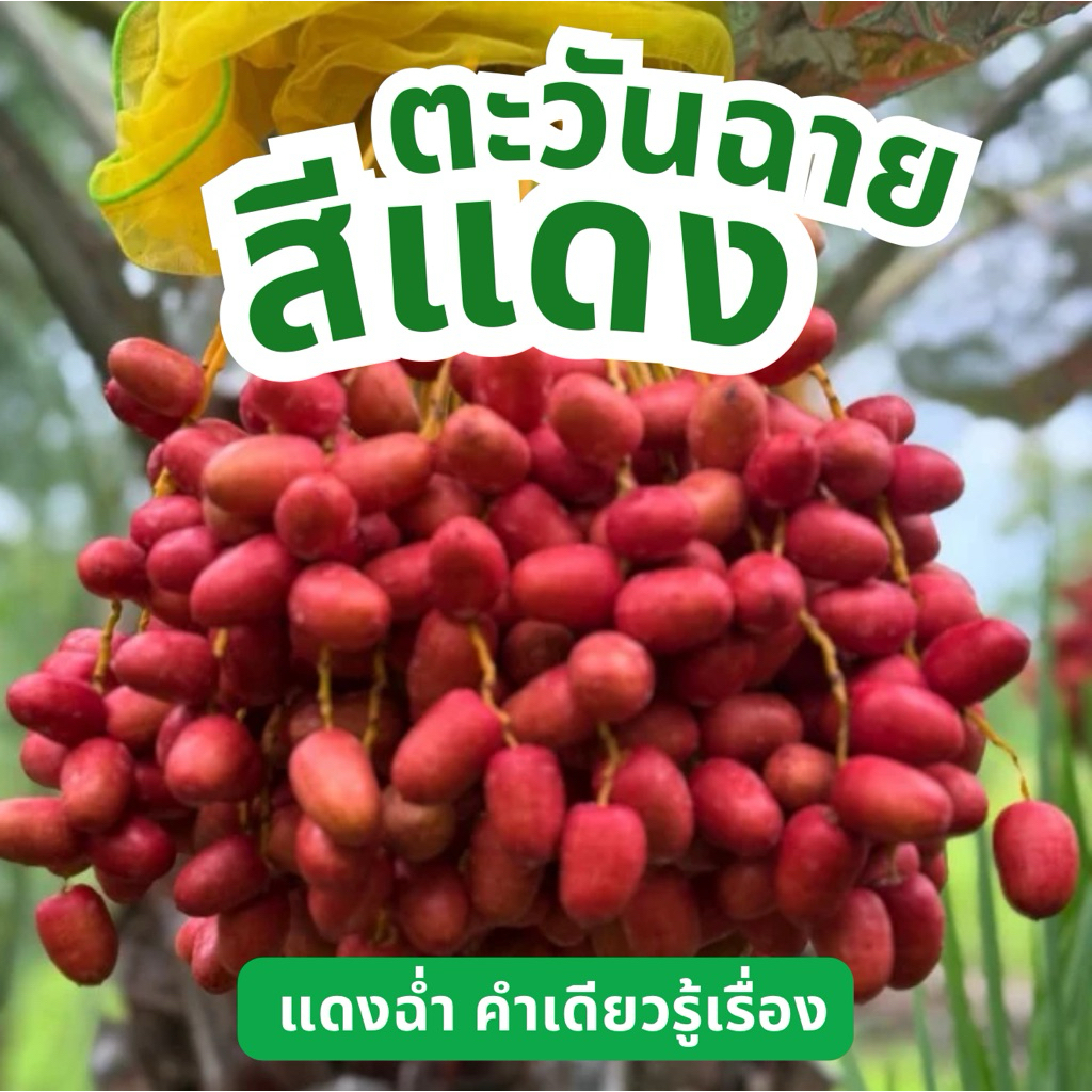 💢โปรสั่ง 2 กก.แถม1/2💢 อินทผลัมสด อินทผาลัมปลอดสาร ตะวันฉายสีแดง(บาฮีแดง) หวานเนื้อแท้ เม็ดใหญ่ ไร่ตะวันฉาย ออแกนิก100%