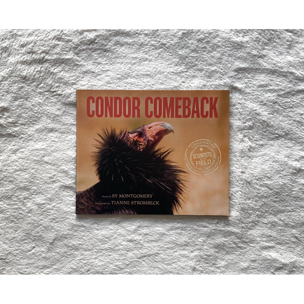 พร้อมส่ง‼️Condor Comeback