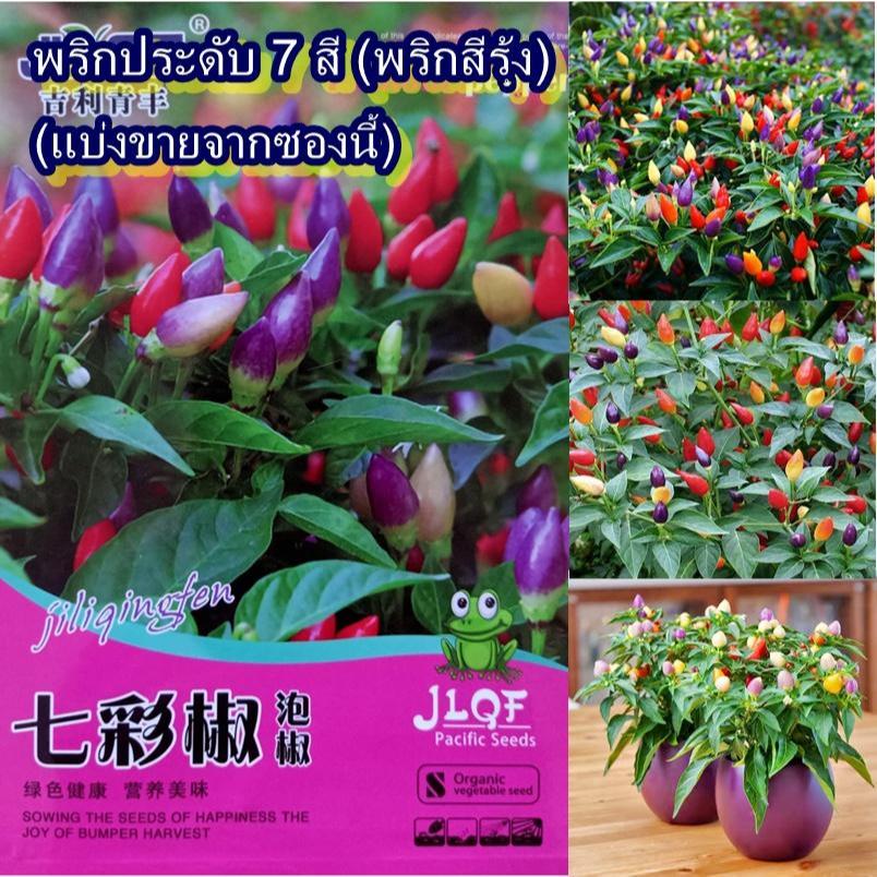 60+ เมล็ด เมล็ดพริกประดับ 7 สี (พริกสีรุ้ง) (ปลูกง่าย ต้นเล็กแคระ ผลเล็กออกผลดกหลายสีมีสีสันสวยงามหลากหลายบนต้นเดียวกัน)