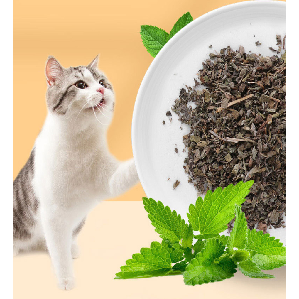 MG-021 ผงแคทนิปอบแห้งเกรดพรีเมียม | Catnip Natural Organic สำหรับสัตว์เลี้ยง