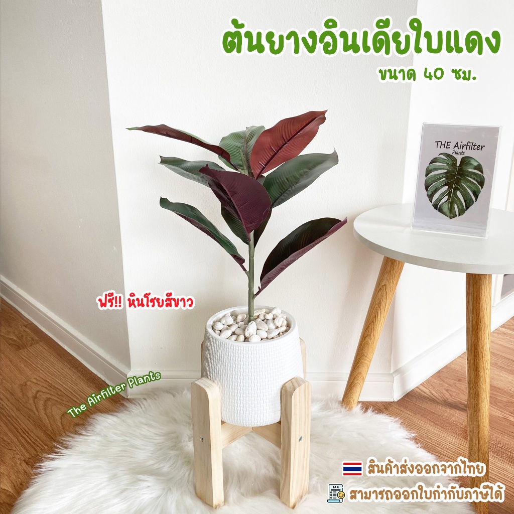 ต้นไม้ปลอม(ฟรี!!หินโรย) ต้นยางอินเดียใบแดงสูง35-45ซม. ตั้งหน้าทีวี ตั้งโต๊ะ หัวเตียง ต้นไม้มงคล พร้อมกระถางและหินสีขาว